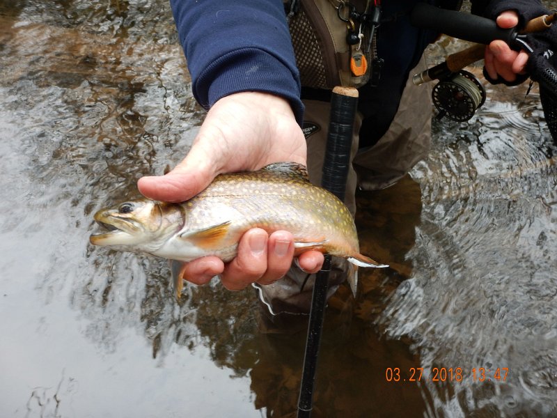 DSCN3014.jpg - Close up of one I caught.