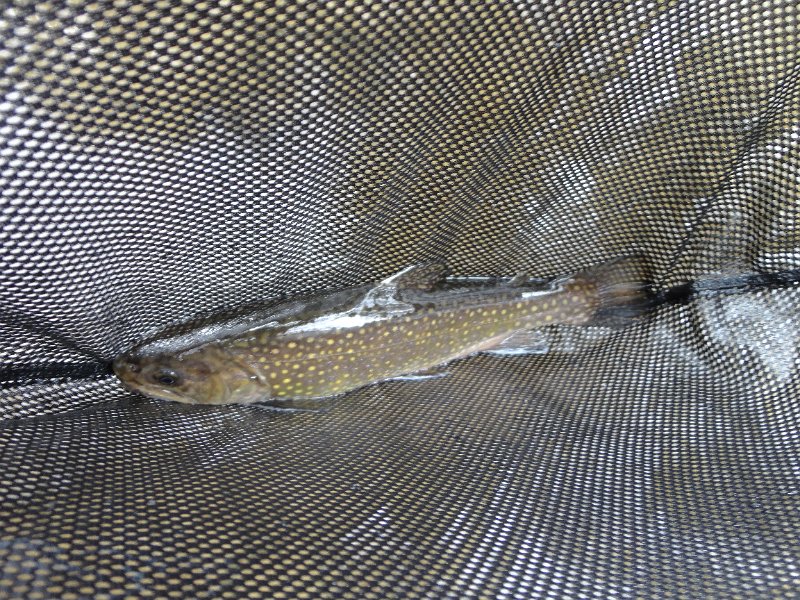 DSC00594.JPG - Had to get a pic of a brown too.
