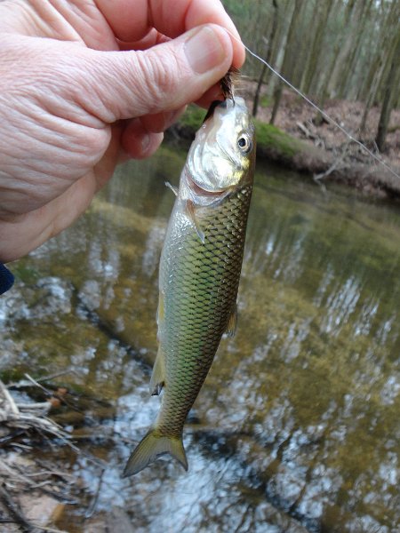 DSC00600.JPG - A trout impostor.