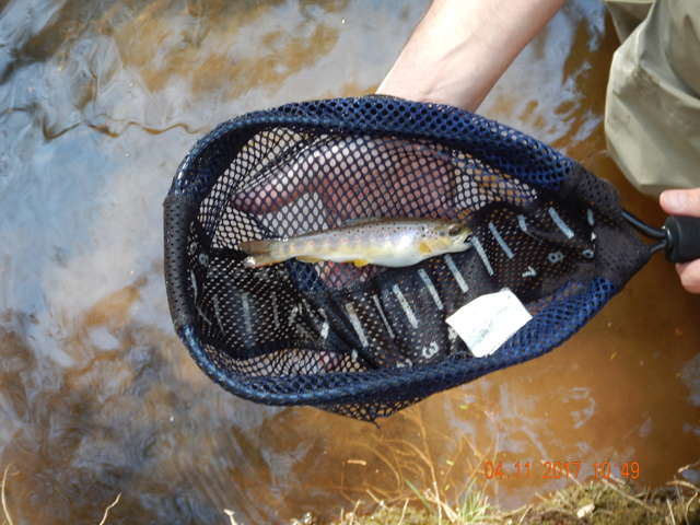 DSCN1882.jpg -                                Gary got the first fish.  Little brookie that looked like he swallowed a frog.  All we caught today were stocked fish.