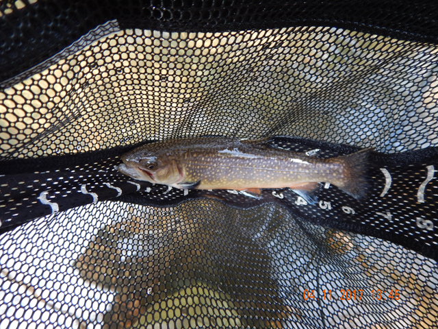 DSCN1889.jpg - Then I got this brookie.  Pretty fish but the gills are damaged.  Poor guy is obviously a stocker.                               