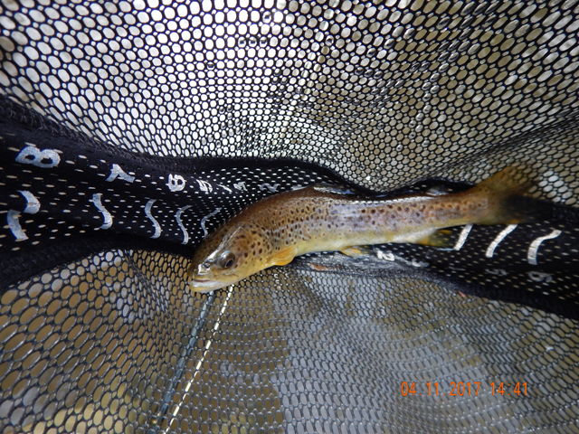 DSCN1893.jpg - Then I got a smaller brown.                               