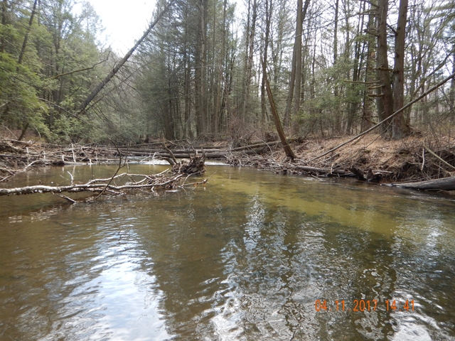 DSCN1895.jpg - And with all the deadfalls, its not super easy to fish.                               