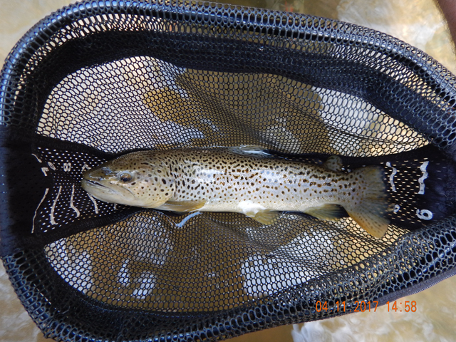 DSCN1899.jpg -                                Then Gary got this 16 incher.  Nice Brown.