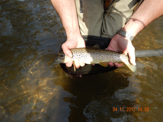 DSCN1901.jpg -                           Here it is stretched out.  Honestly, the fish was only out of the water for a minute or so till I got the pics.     