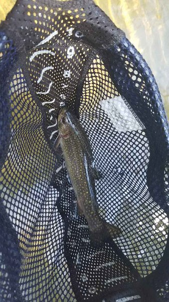 Resized_20170411_113234.jpeg.jpg - Here is another one Gary got along the way.  I was too far away to get a pic so he used his phone.
