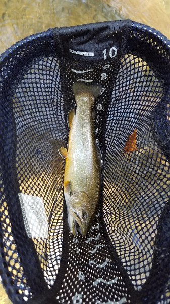 Resized_20170411_114826.jpeg.jpg - And another phone pic.  Quality is not too bad.