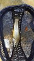 Resized_20170411_114826.jpeg