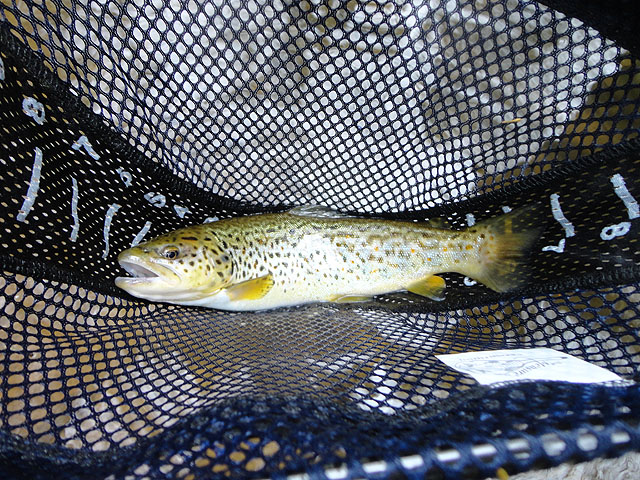 DSC01447.jpg -                                Here is his first brown.
