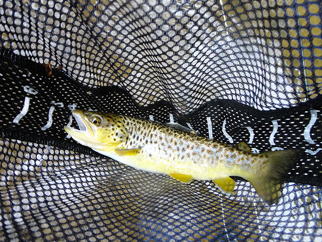 DSC01451.jpg -                            Then I got a brown.    