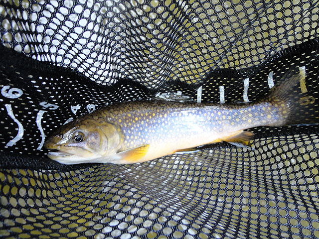 DSC01454.jpg -                                Then I stumbled upon a bunch of brookies