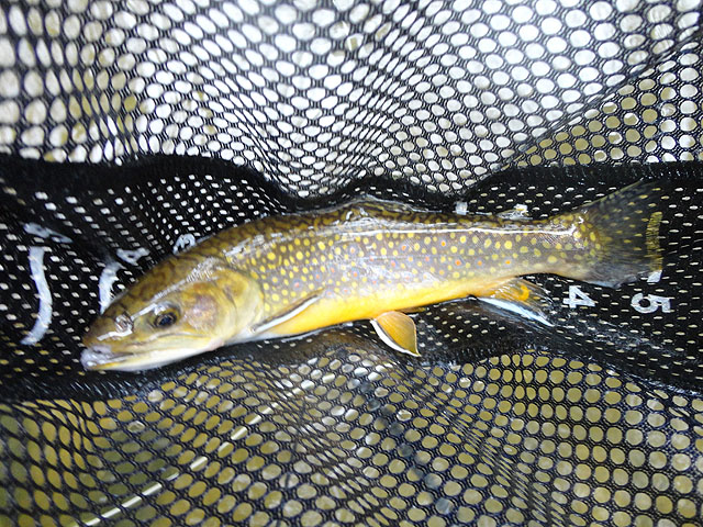 DSC01459.jpg -                                Then I stopped taking pics to get another brookie
