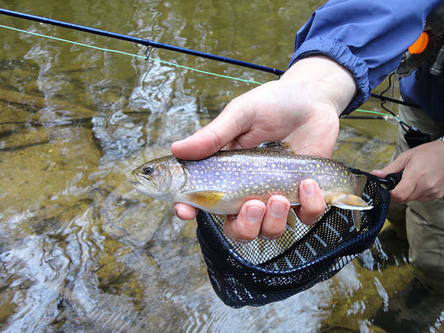DSC01461.jpg -                                Yep, pretty nice brookie