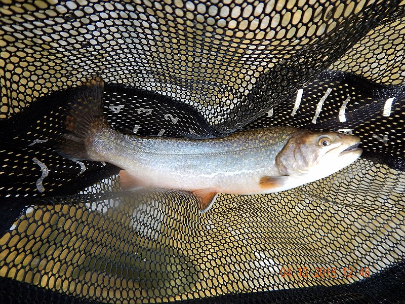 DSCN3038.jpg - Some of these fish were pretty heavy...compared to the wild trout I usually catch.