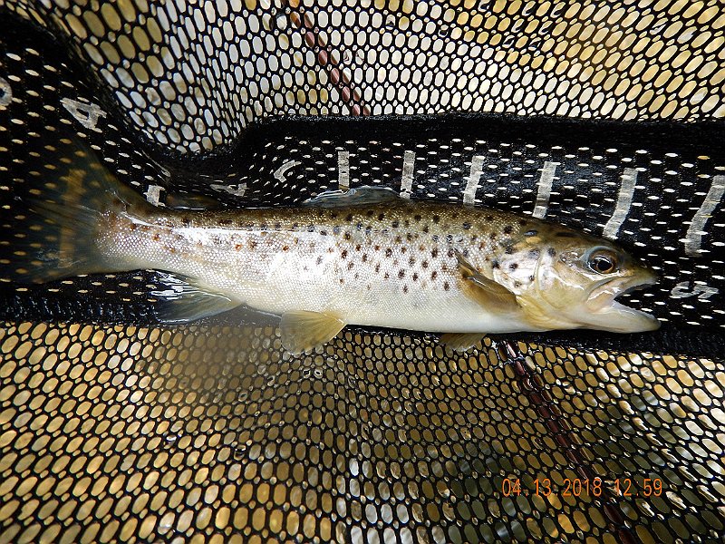 DSCN3041.jpg - And, here's a brown to prove it.
