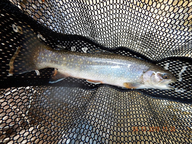 DSCN3043.jpg - All fish were mostly in the 11-14 inch range.
