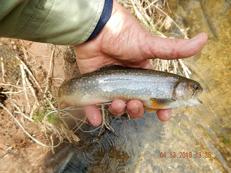 DSCN3044.jpg - Another hand shot.  This fish was not as plump as some of the rest.