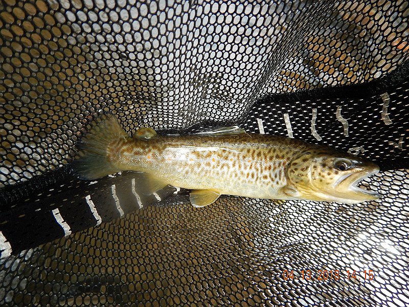 DSCN3046.jpg - Then, another little brown.
