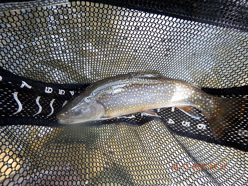 DSCN3047.jpg - And another brookie!