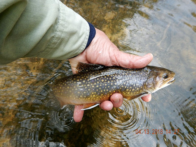 DSCN3048.jpg - This was a really nice fish.  Bigger in the hand than in the net.