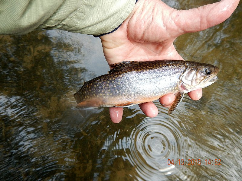 DSCN3052.jpg - Same fish, another look.