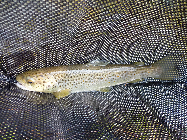 P1000672001.jpg - Trout 2