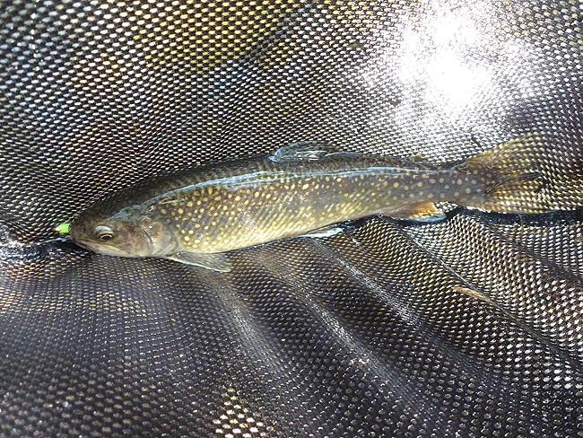 P1000626001.jpg