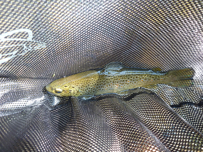 P1000627001.jpg