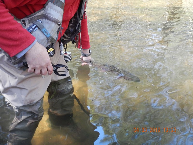 $Clarks2019a007$.jpg - The release.  Back in the stream to make some other fisherman happy.