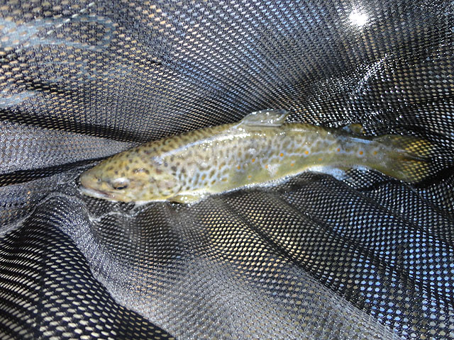 DSC00602.jpg - Saw and captured a Great Olive Speckled Dun today.  Maybe the start of someting big?                               