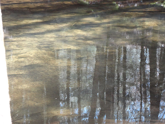 DSC00609.jpg -                             Check out the fish..think there's a few trout in there....don't be fooled, some are suckers.  