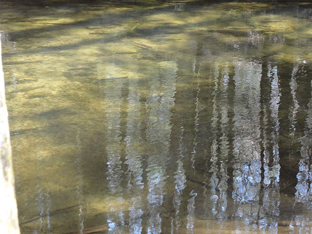 DSC00610.jpg -                                Another pic of the inactive fish.