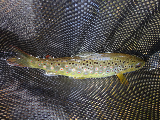 DSC00618.jpg - The last fish of the day...a streambred brown on a dry!                               