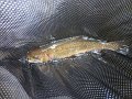 DSC00611