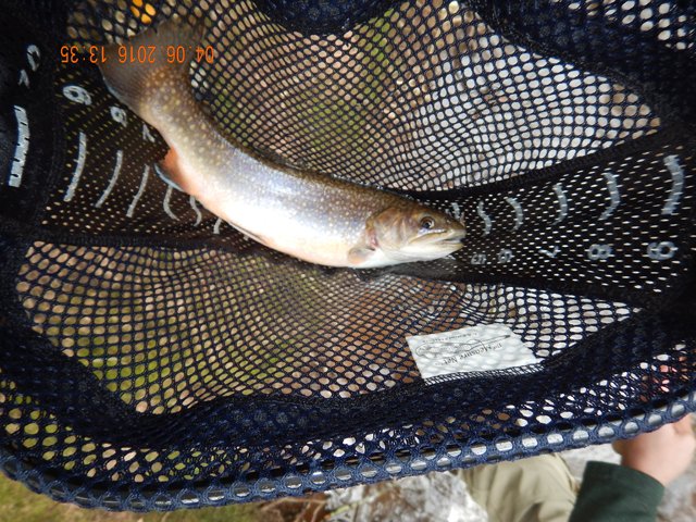 DSCN1015.jpg -                    Fish have only started to take on their natural colors.            