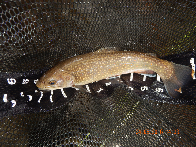 DSCN1017.jpg -                   Then, I finally got one.  Probably only 13 inches but it seemed large compared to the wild trout we've been catching all season.   Got this one on a BWO emerger.          