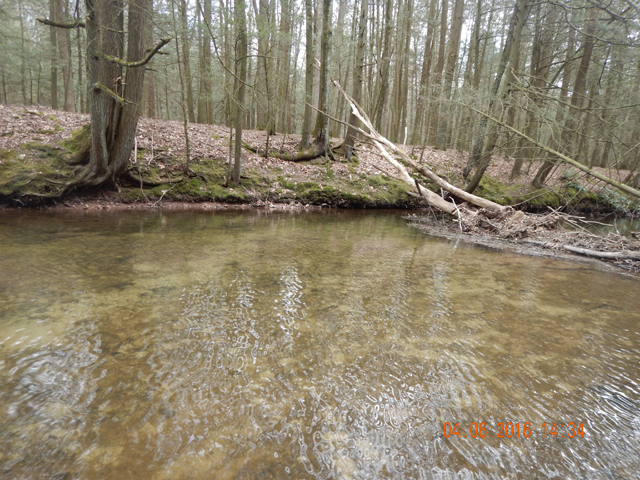 DSCN1018.jpg -                  Trees are still void of leaves and the water is gin clear.  Seems that there's more silt on the stream bottom than in past years.  Probably due to the trees that have fallen and blocked the water flow.              
