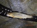 DSCN0296