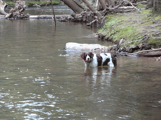 DSC00011001.jpg - Cools off his belly, I guess.