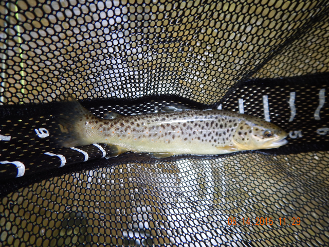 DSCN0315.jpg -                                If left in the stream for a month or two, they might take on their correct colors.