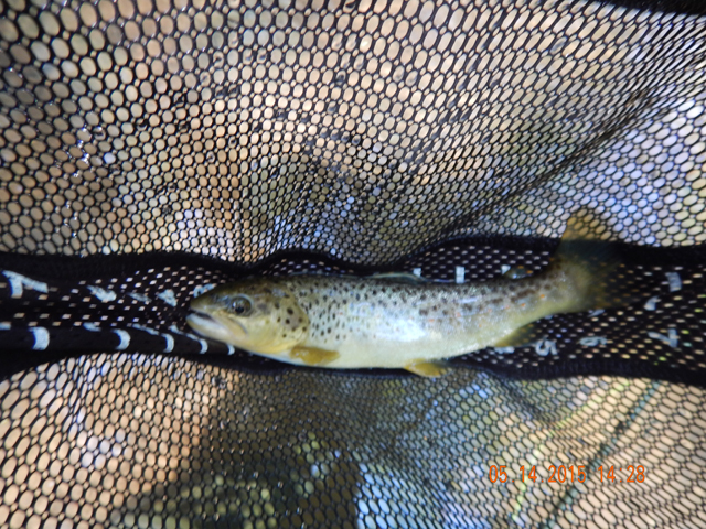 DSCN0319.jpg -                                Fish seemed to come in ones and twos.