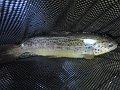 DSC00809
