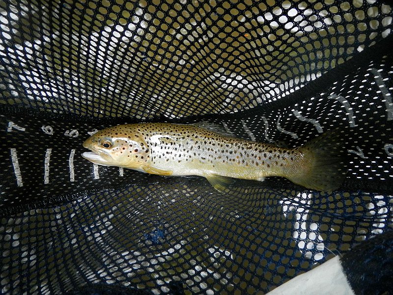 DSCN3135.jpg - Gary started catching first.  I went with a dry and missed a fish but eventually we both had to go under.