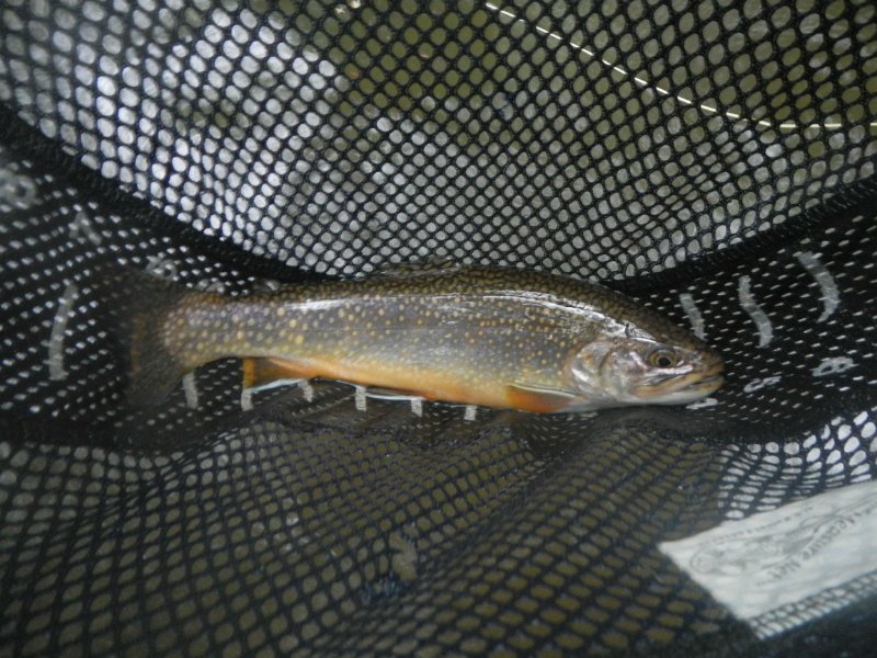 DSCN3140.jpg - A bunch of fish were holding right at Gary's feet hence, another brookie.