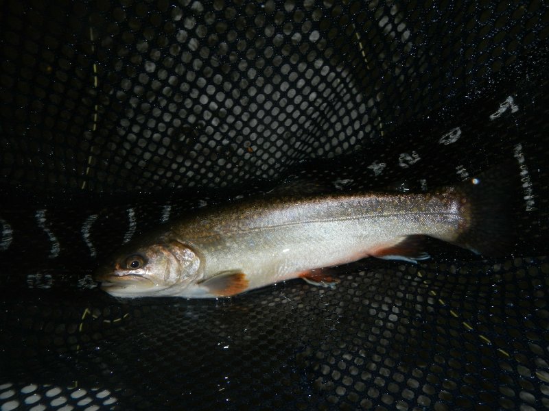 DSCN3142.jpg - Next to the last fish for Gary.  He did well today.