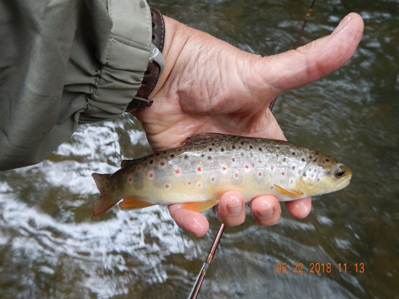 DSCN3211.jpg - Little better pic of the same fish.