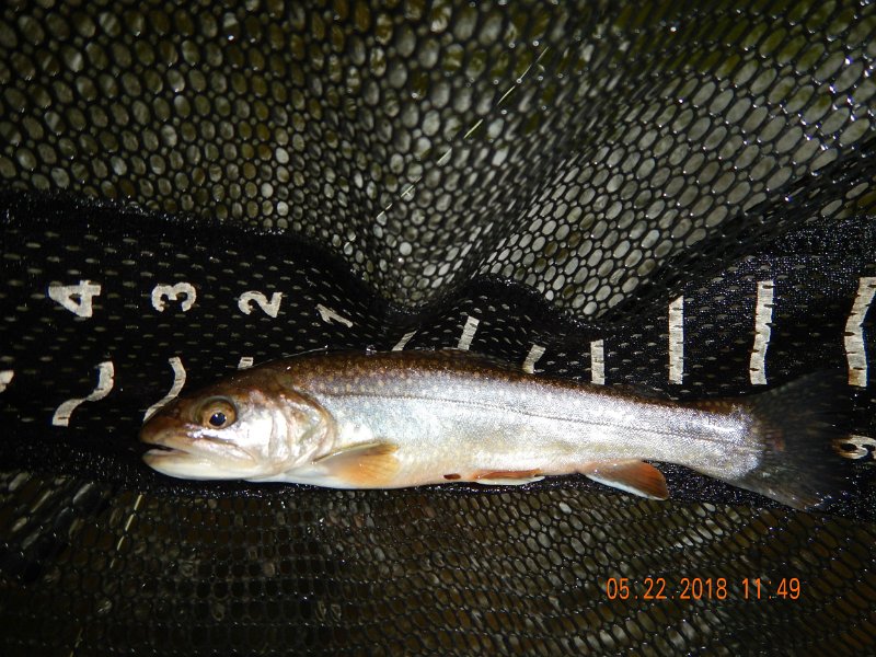 DSCN3214.jpg - Then I got this brookie.