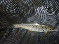 DSC00816
