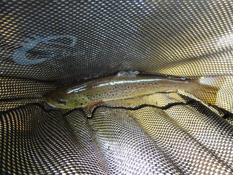 DSC00106.JPG - First trout