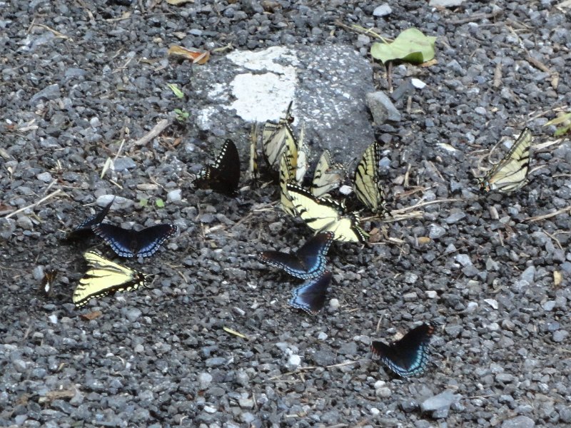 DSC00113.JPG - Butterflies 2